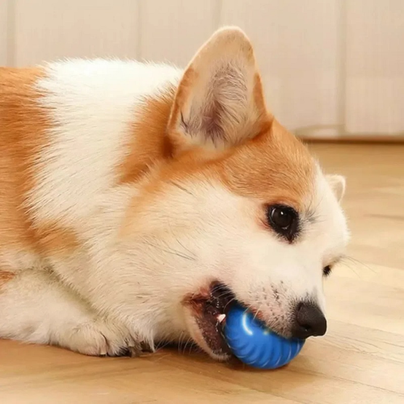 ลูกบอลของเล่นสุนัขแบบเคลื่อนที - Suction Cup Dog Tug Toy บทวิจารณ์และราคา